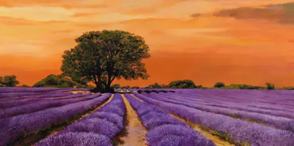Cuadro canvas campo al tramonto