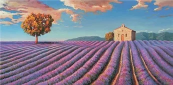 Cuadro canvas campi di lavanda Cuadro canvas campi di lavanda