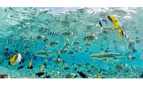 Cuadro canvas tropical fish in bora bora Cuadro canvas tropical fish in bora bora