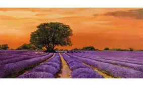 Cuadro canvas campo al tramonto