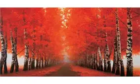 Cuadro canvas viale di betulle