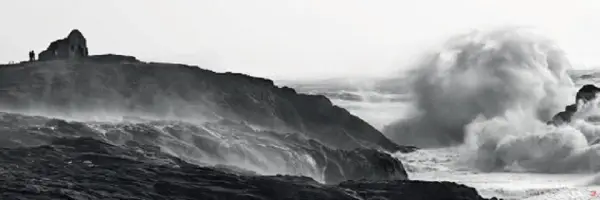 Cuadro canvas Vaques sur la coté sauvage