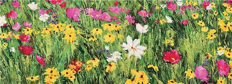 Cuadro canvas field of flowers