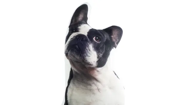 Cojín 3D Perro Bulldog Francés