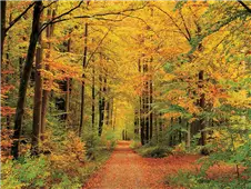 Cuadro canvas forest in autumn