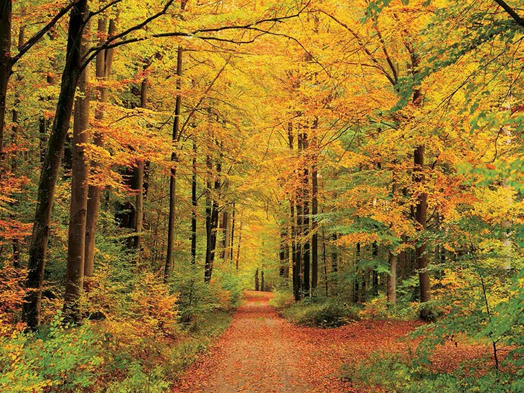 Cuadro canvas forest in autumn