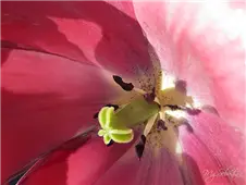Fotografía Pistilos