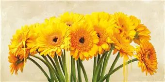 Cuadro canvas gerbera abstraction