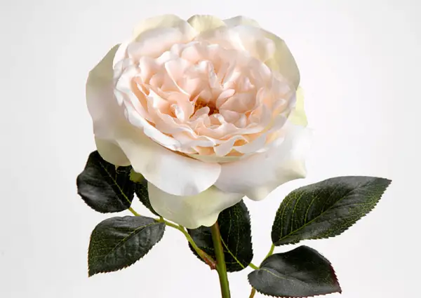 Rosa Blanca Grande