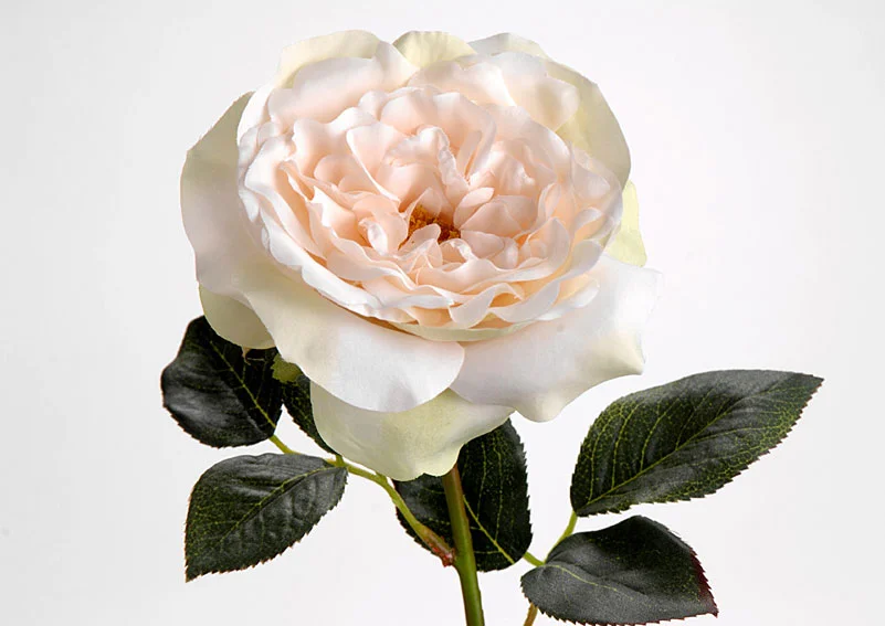 Rosa Blanca Grande